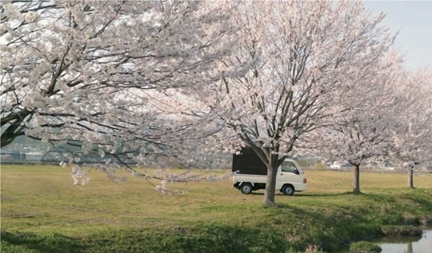 桜と軽トラック