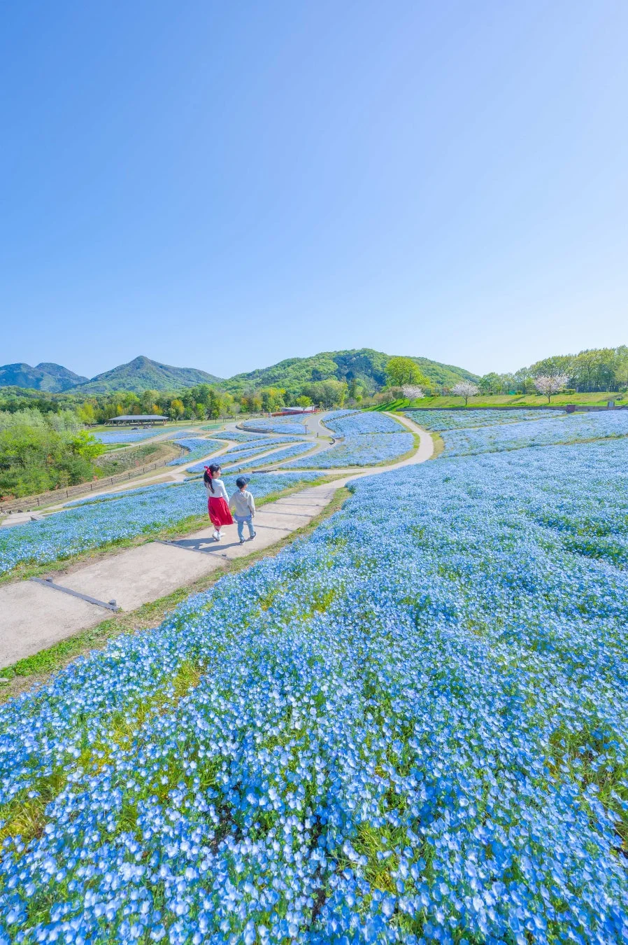 晴れた日に広がる青いネモフィラの花畑を捉えた写真