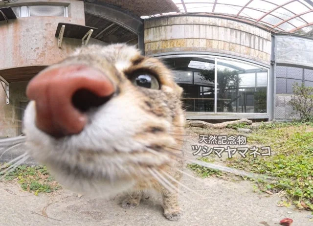 ツシマヤマネコVR