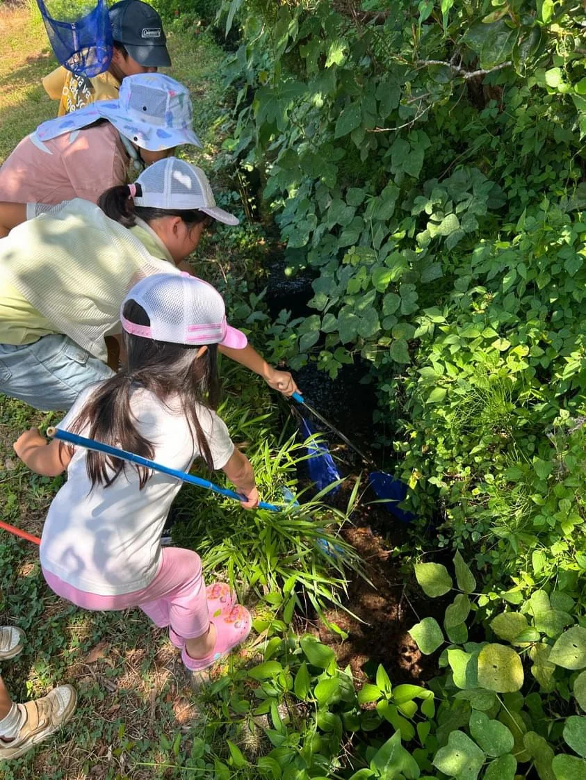 数人の子供たちが自然豊かな小川で網を使い、水生生物などを探して遊んでいます