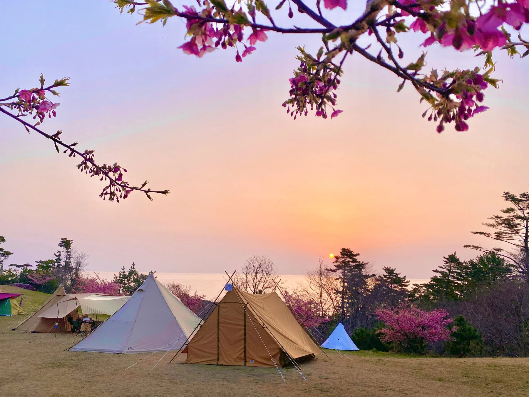 夕焼け空の下、海を望むキャンプ場で桜が咲き誇る美しい春の夕景。複数のテントが並び、穏やかな時間が流れる様子が捉えられています。