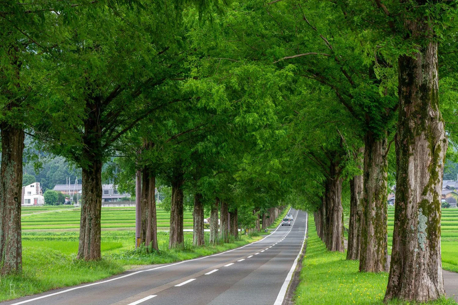 新緑がまぶしいメタセコイア並木