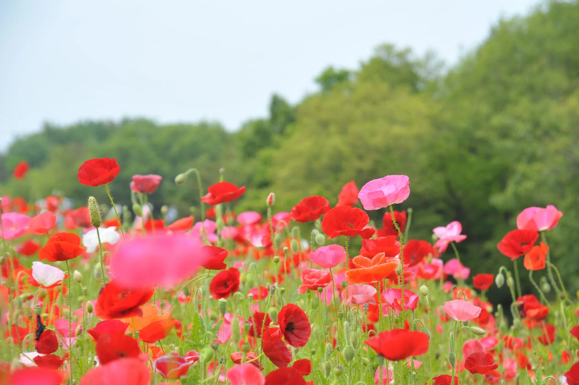 赤やピンクのポピーが咲き誇る美しい花畑の風景