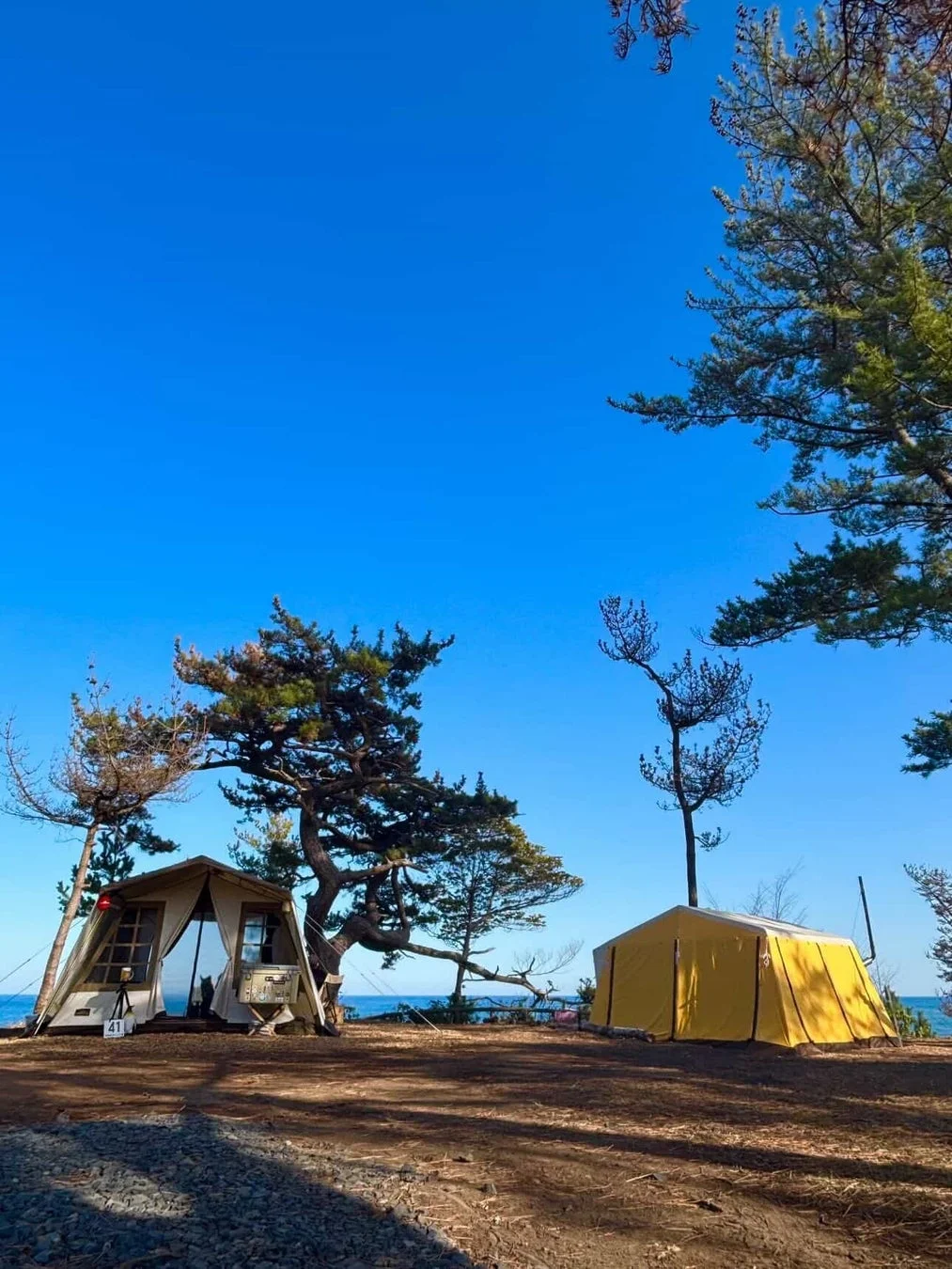 晴れた日の海岸沿いのキャンプ場で、2つのテントが松の木の下に設置されており、奥には青い海が広がっています。のどかなアウトドアの雰囲気が感じられます。