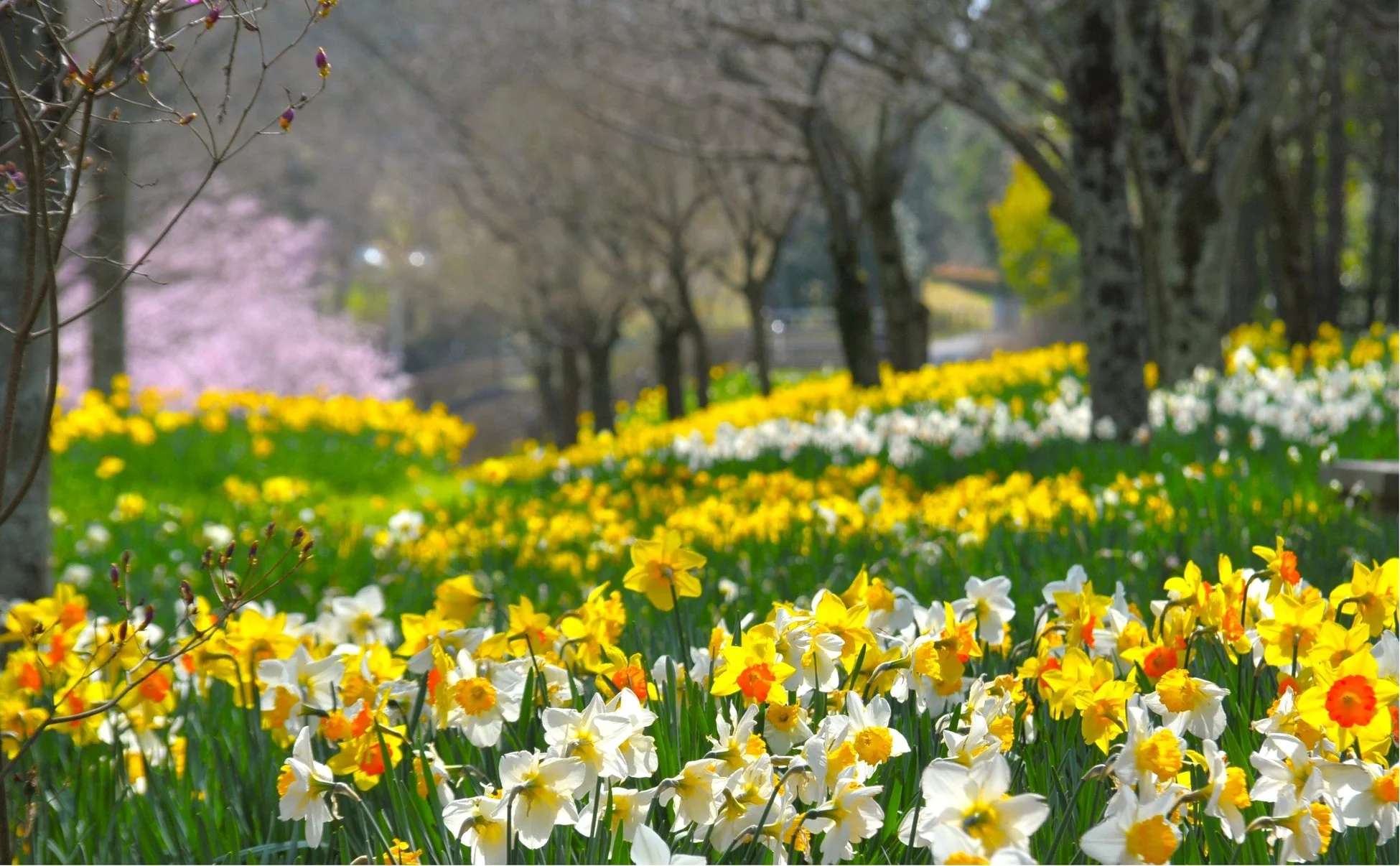春の陽光が降り注ぐ中、黄色と白の水仙が広がる美しい花畑の風景