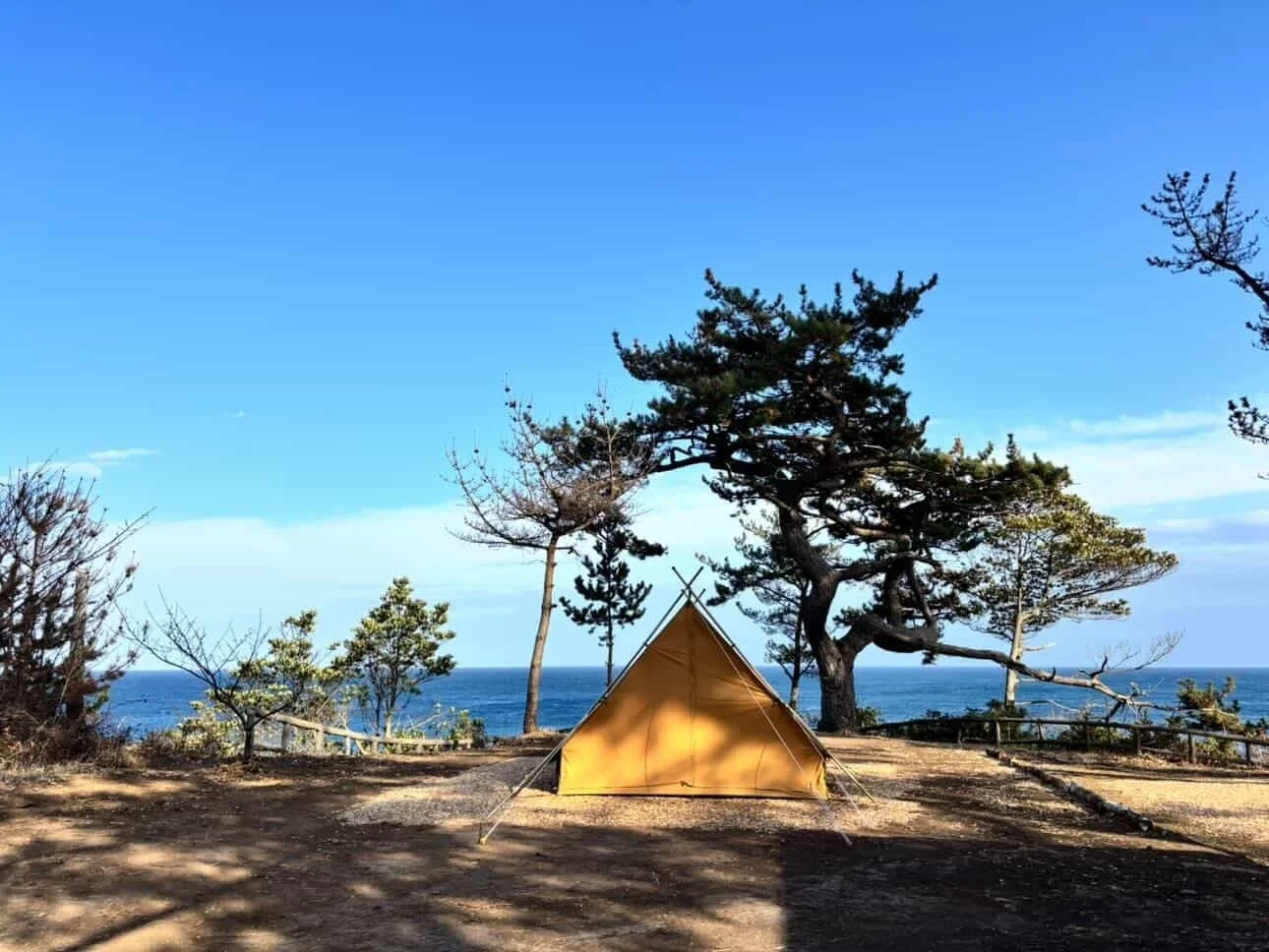 青い空と海が広がる絶景のロケーションに、黄色いテントが一つ設置されている。松の木が立ち並ぶ自然豊かな海辺のキャンプ場で、穏やかなアウトドア体験を楽しんでいる様子が伝わる一枚です。