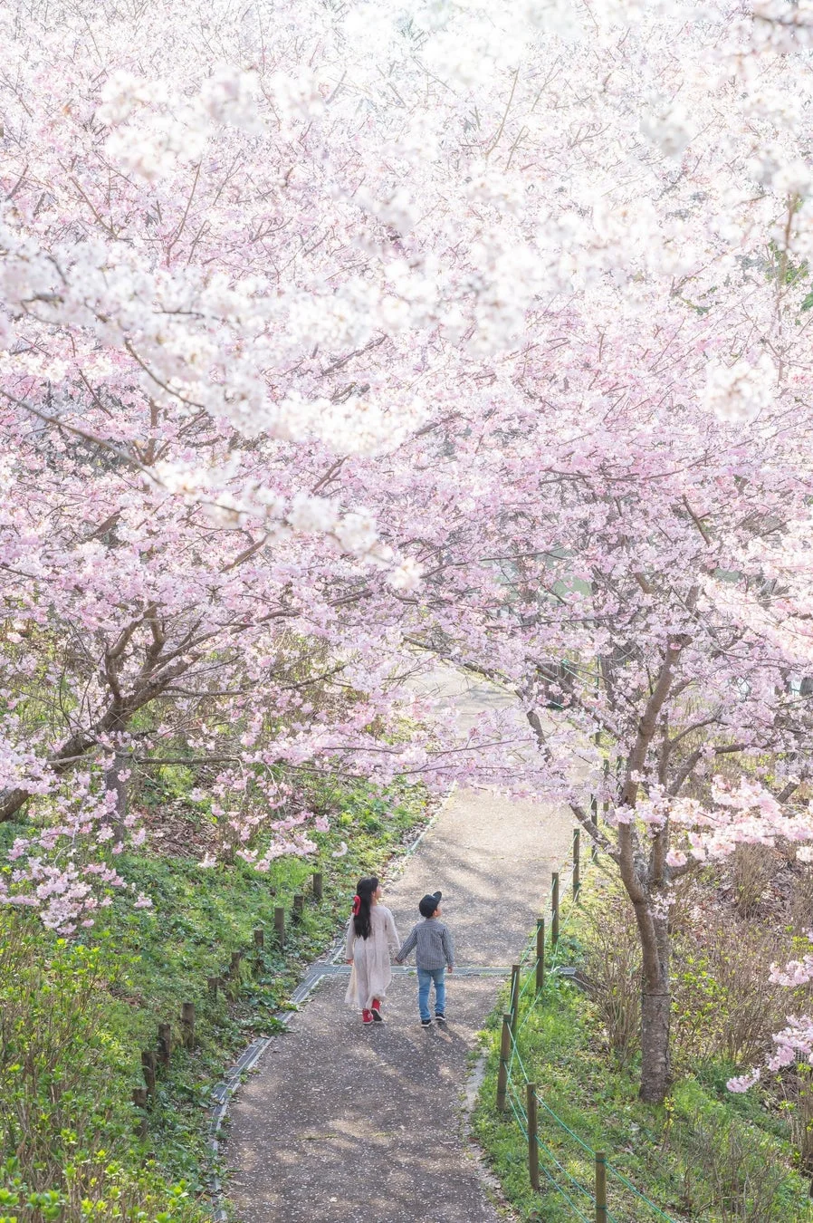 満開の桜並木の下を、幼い姉弟らしき二人の子供が手をつないで散歩している、穏やかで美しい春の風景