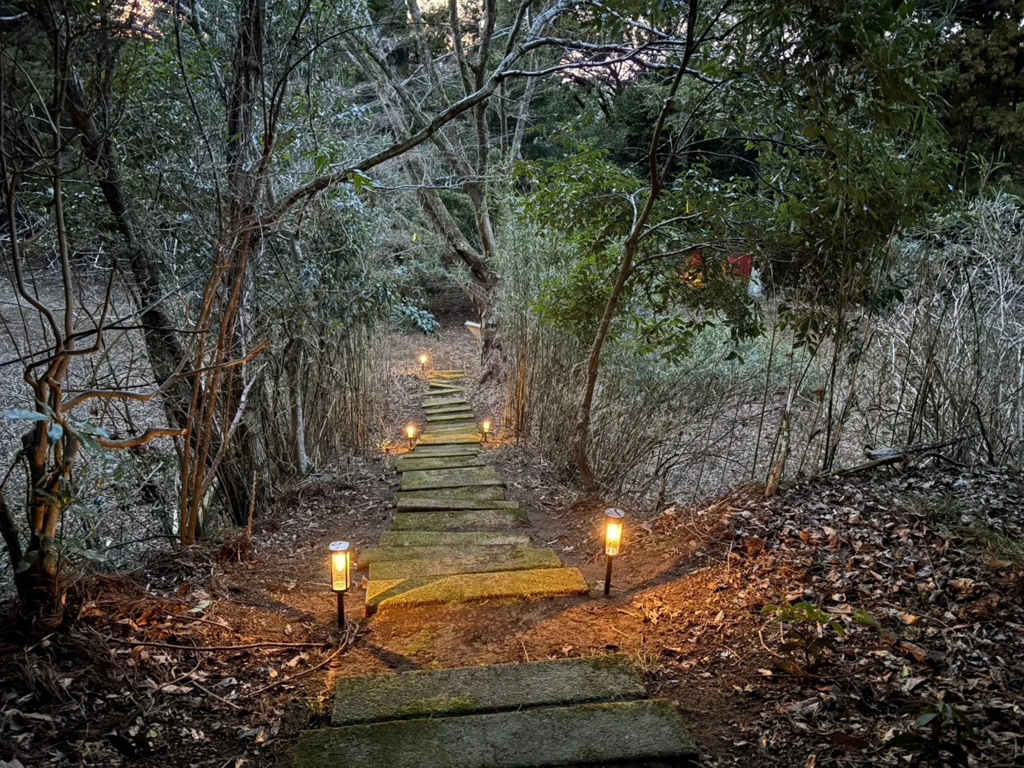 夜の森の中、ソーラーライトで照らされた小道