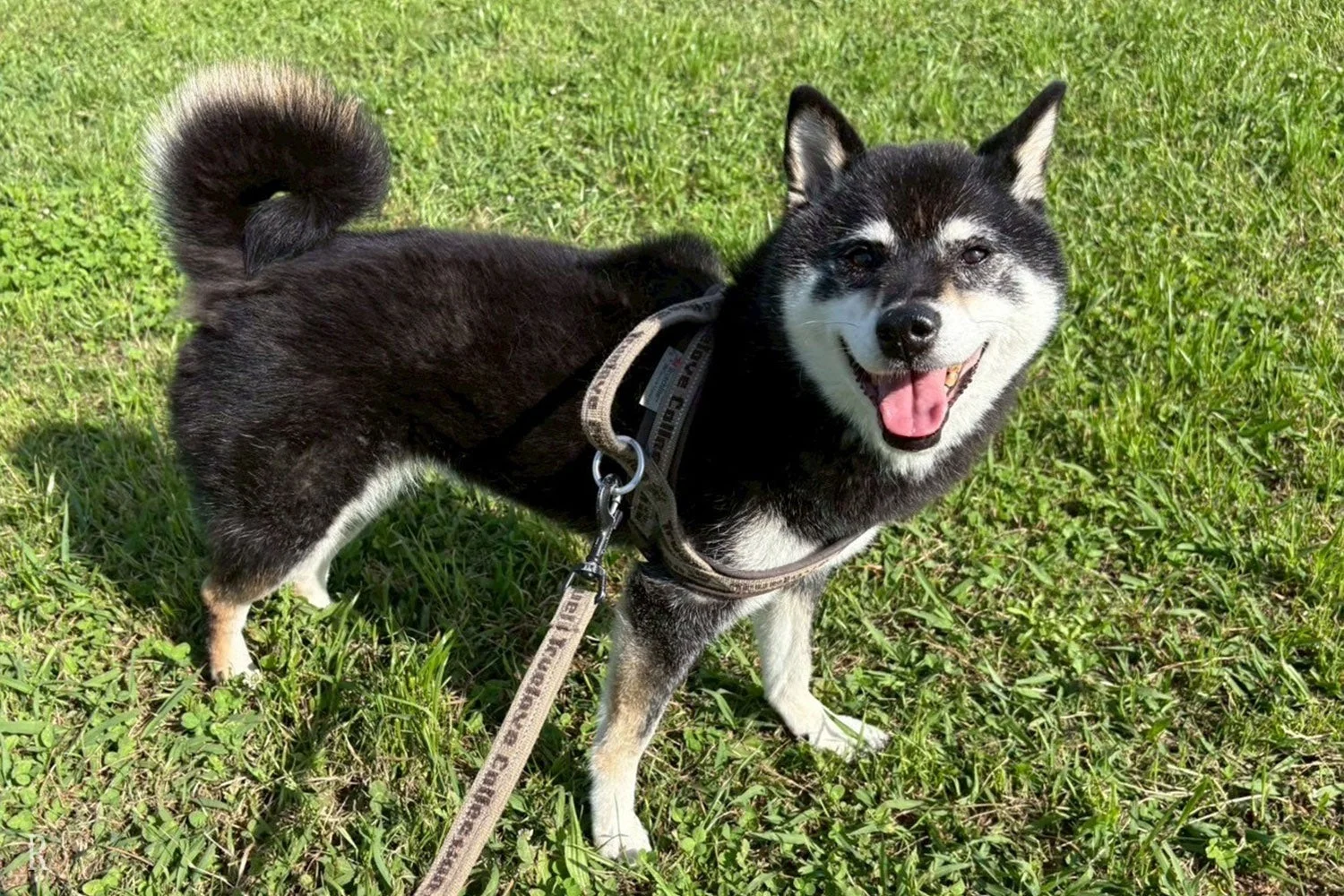 楽しそうな笑顔を見せる黒い柴犬