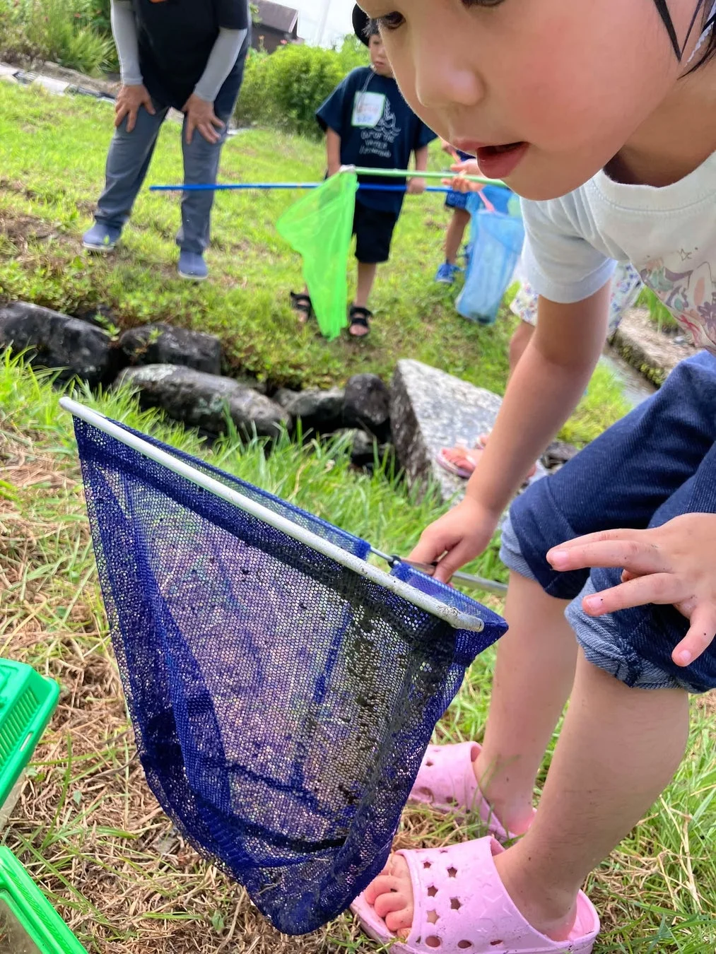 子供たちが大人と一緒に水辺で網を使って何かを捕まえようとしている様子