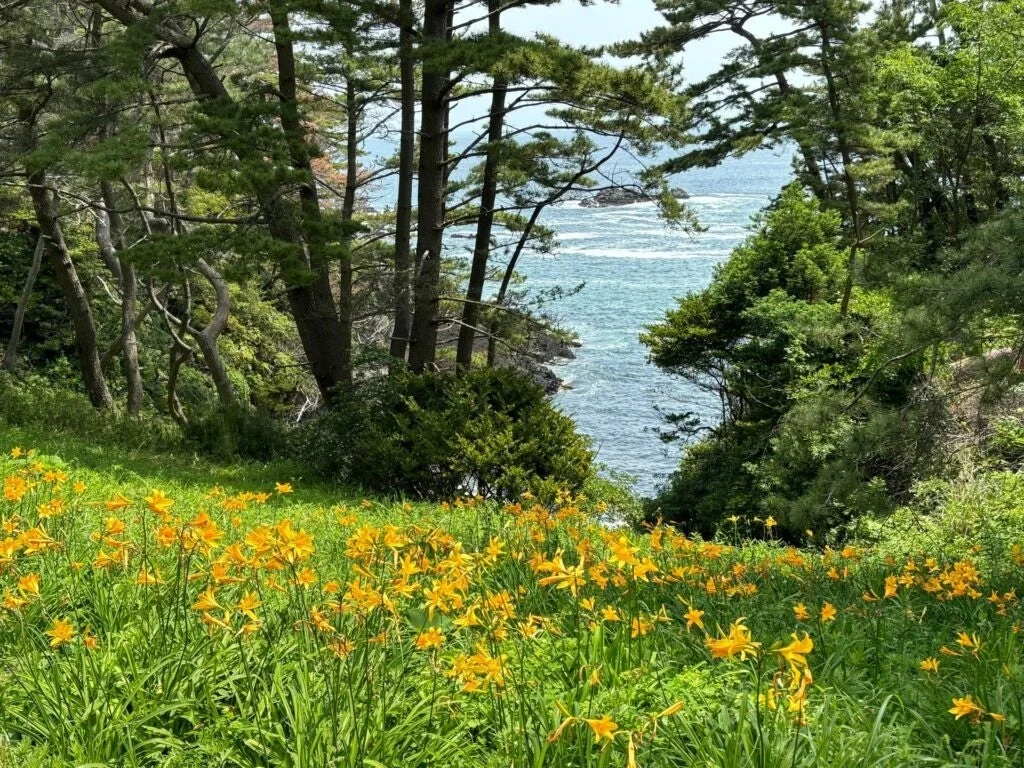 鮮やかな黄色い花が咲き乱れる草原の先に、豊かな緑の森が広がり、その向こうには青い海が見える美しい夏の風景です。海岸沿いの自然豊かな景色が印象的です。