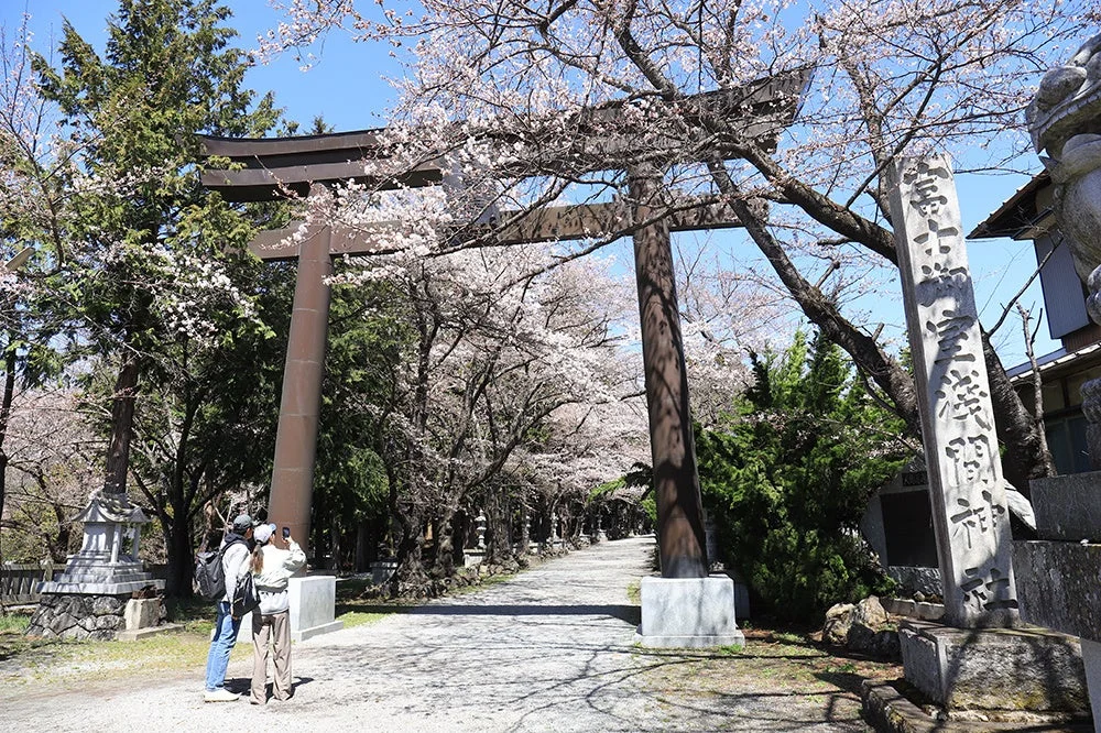 満開の桜が咲き誇る中、巨大な鳥居がそびえ立つ日本の寺院の参道。観光客がスマートフォンを片手に美しい春の風景を眺めている様子が捉えられています。