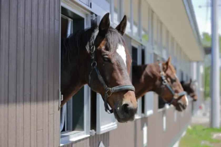 サラブレッドの故郷ならではの体験や、日高の豊かな自然を満喫！