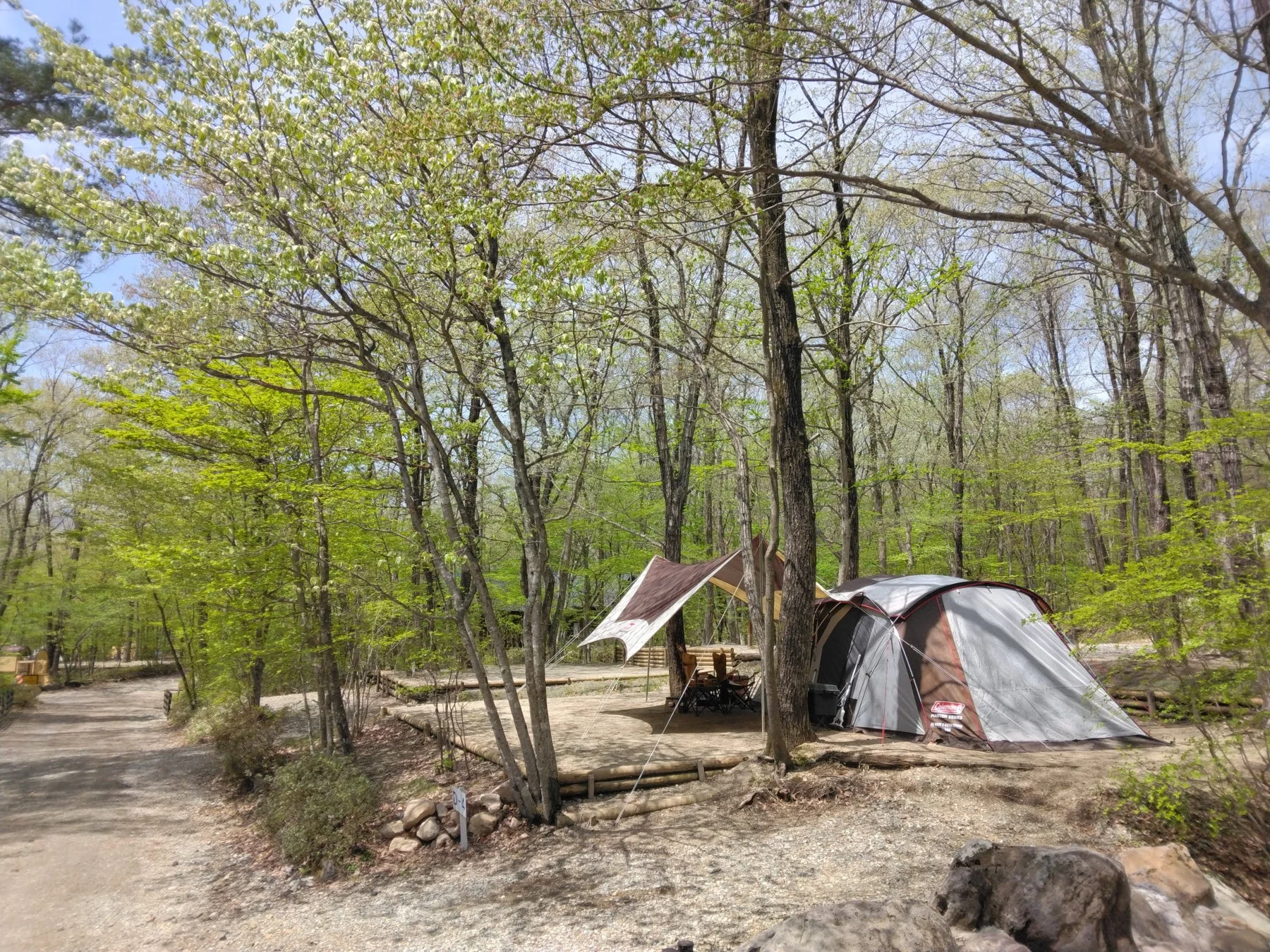 新緑の木々に囲まれたキャンプサイトで、コールマンのテントとタープが設営されています。D-1サイトの標識があり、穏やかなアウトドアの雰囲気が感じられます。