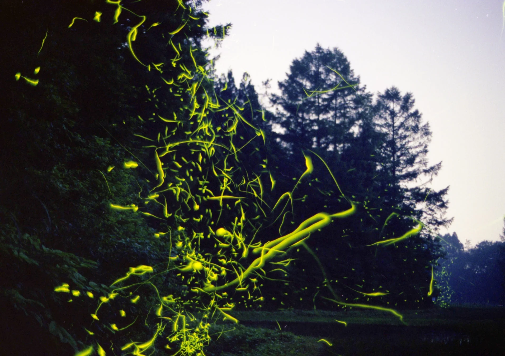 夏の夜に舞うホタル