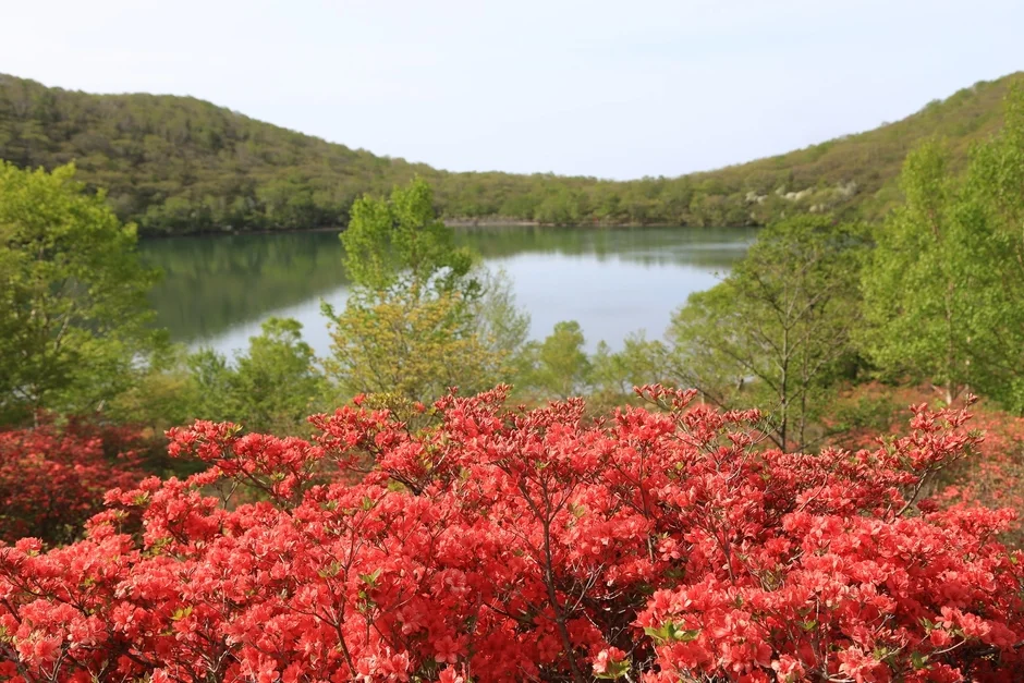 手前に鮮やかな赤いツツジが咲き誇り、その奥には穏やかな湖が広がる美しい自然風景