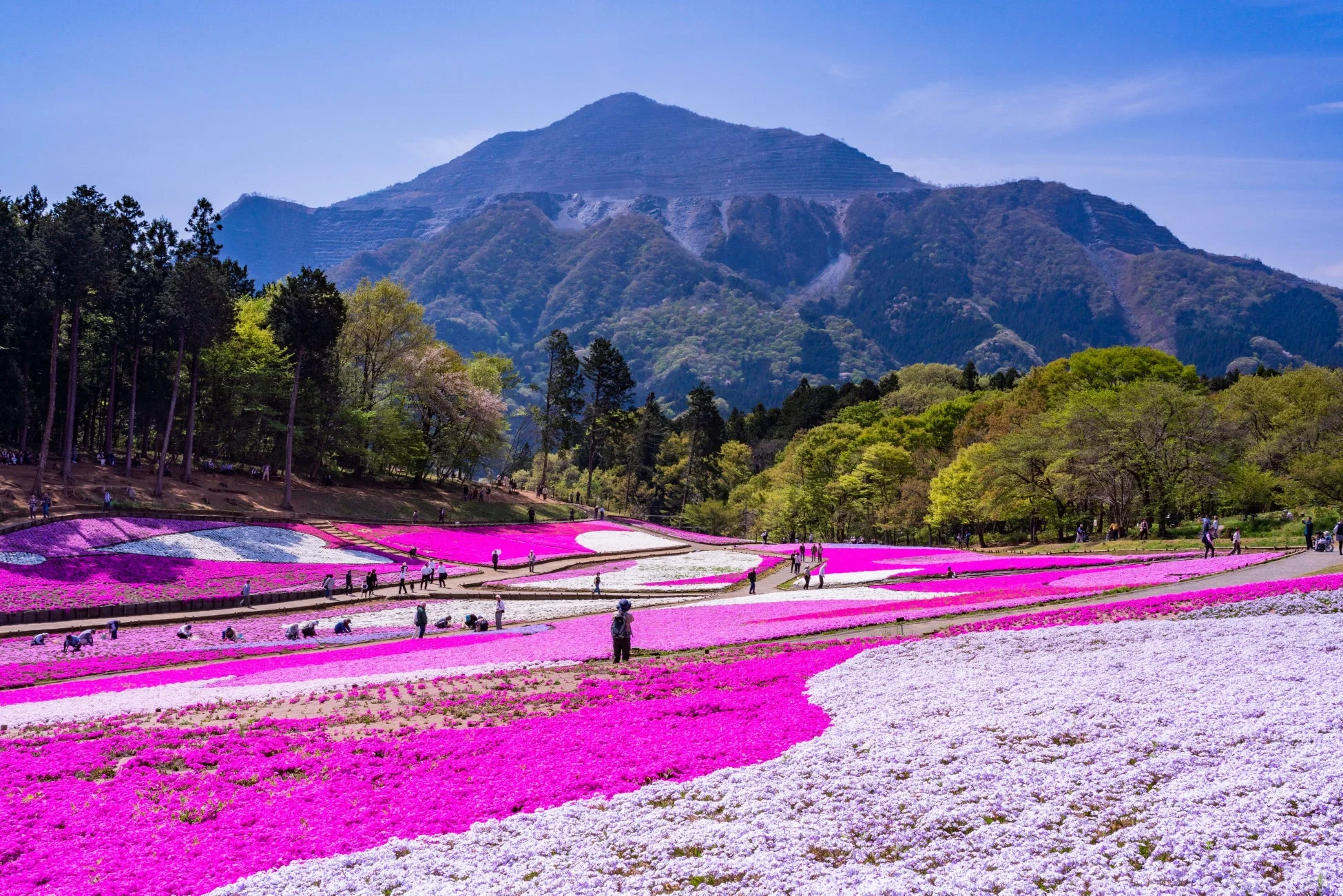 広大な芝桜の花畑が広がる春の風景です。ピンクと白の鮮やかな花が大地を覆い、多くの人々が散策を楽しんでいます。遠景には緑豊かな山々がそびえ、青空とのコントラストが美しい一枚です。