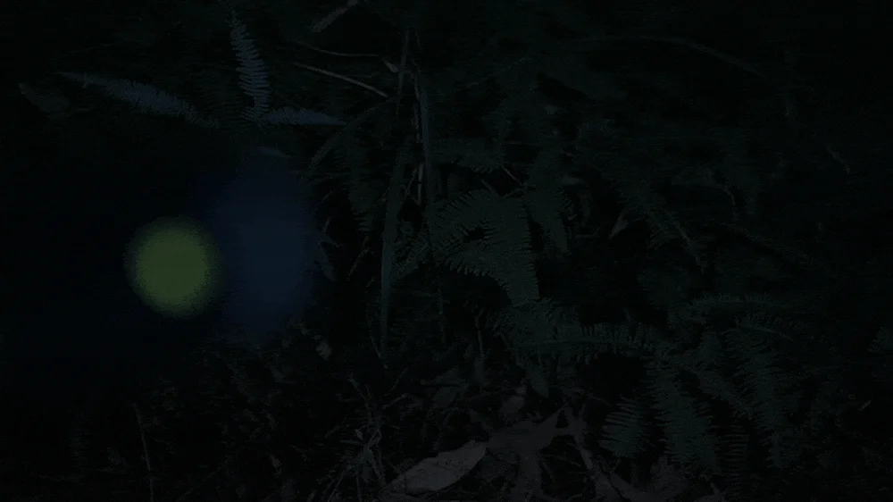 暗い夜の森の中で、密生したシダ植物の中に緑色の丸い発光体と、その隣にわずかに青い光が見える神秘的な画像です。