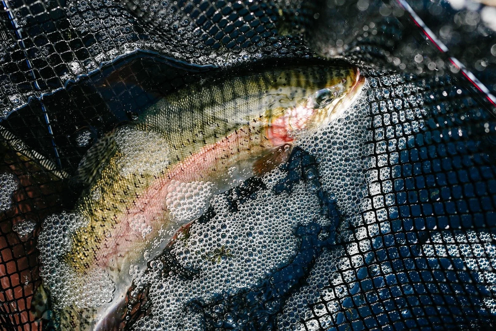 ニジマスが網の中で水中にいる様子