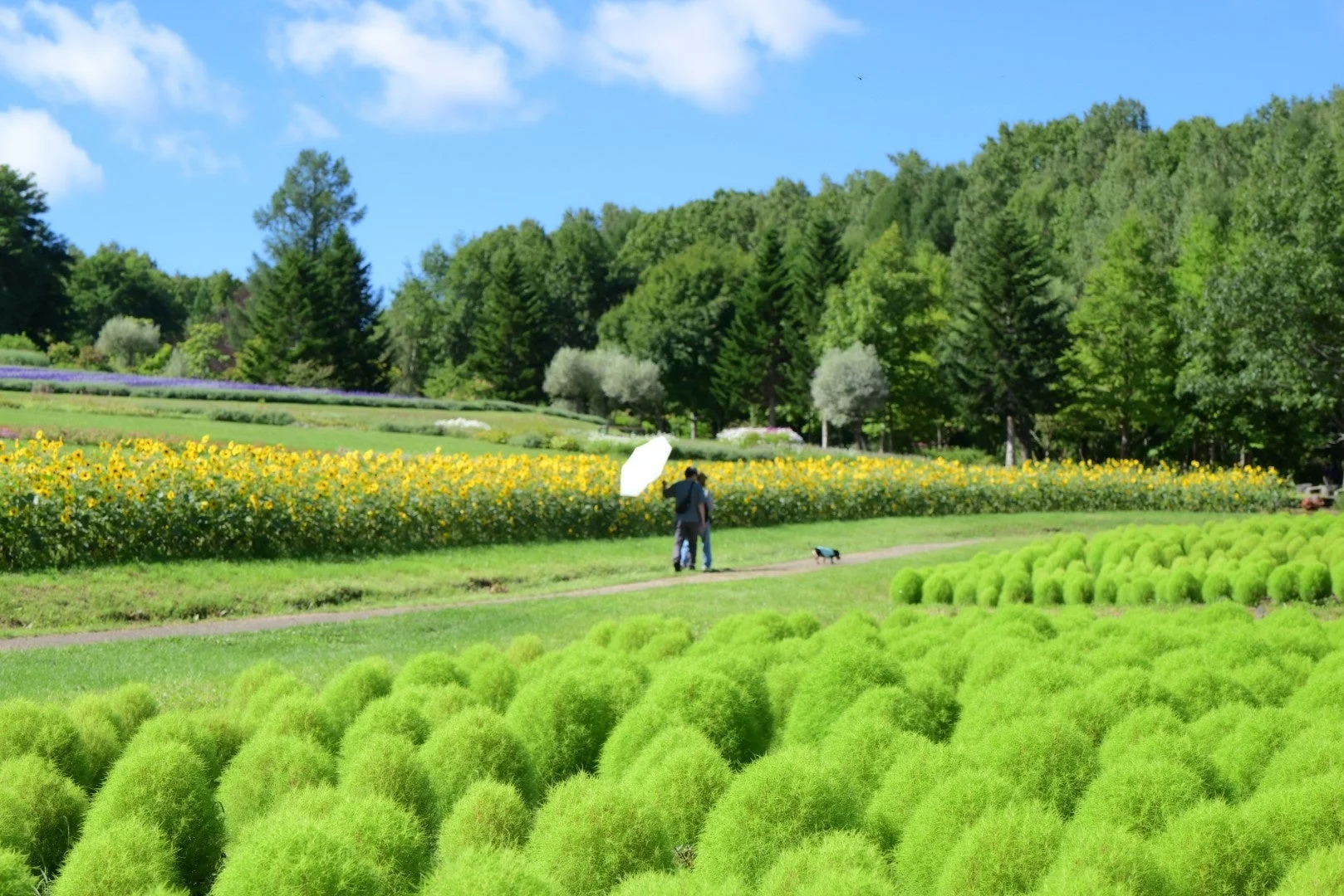夏の美しい花畑を散策する人々