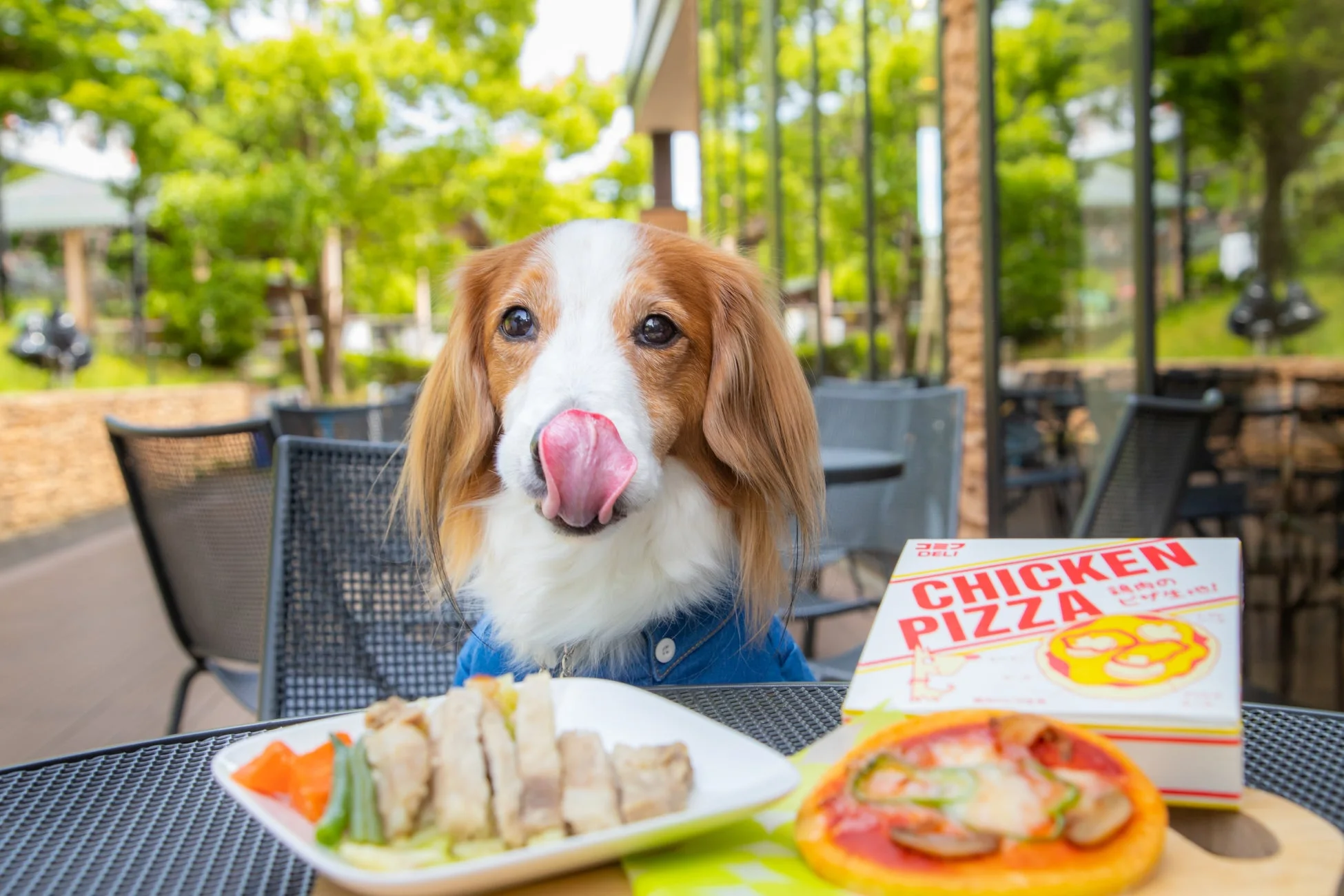 テラス席で食事を楽しむ犬
