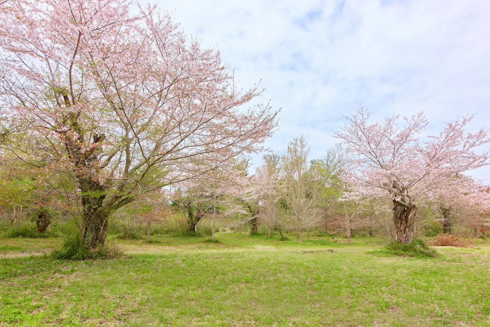 満開の桜の木が点在する広々とした公園の風景です。手前には緑豊かな草地が広がり、空には白い雲が浮かんでいます。春の穏やかな一日を感じさせる一枚です。