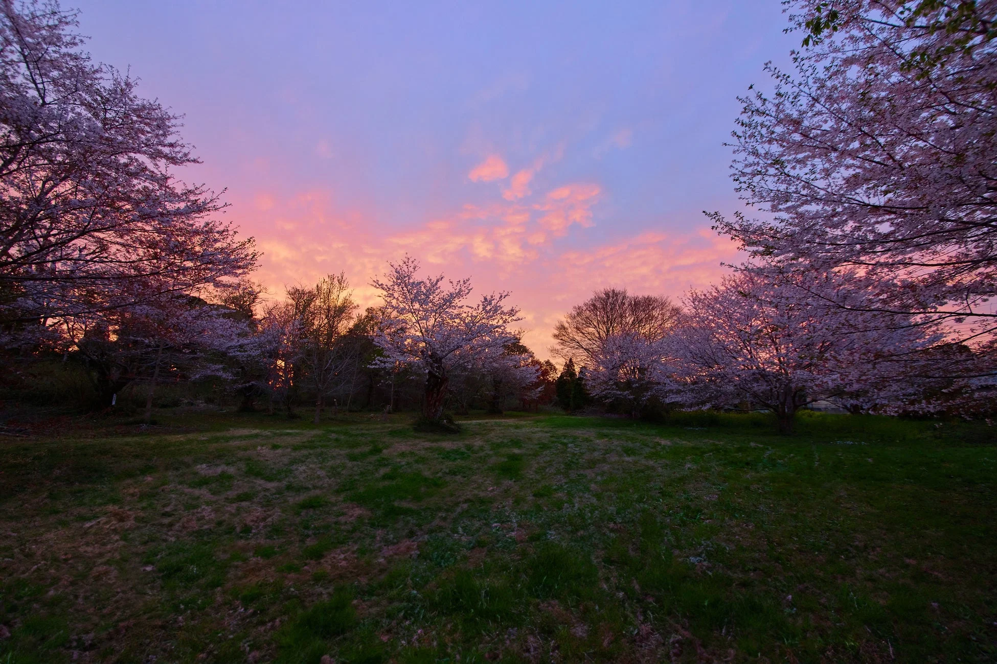 夕焼け空と満開の桜が美しい風景。ピンクや紫に染まった空の下、広がる草地と桜の木々が春の訪れを感じさせ、穏やかな情景を描き出しています。