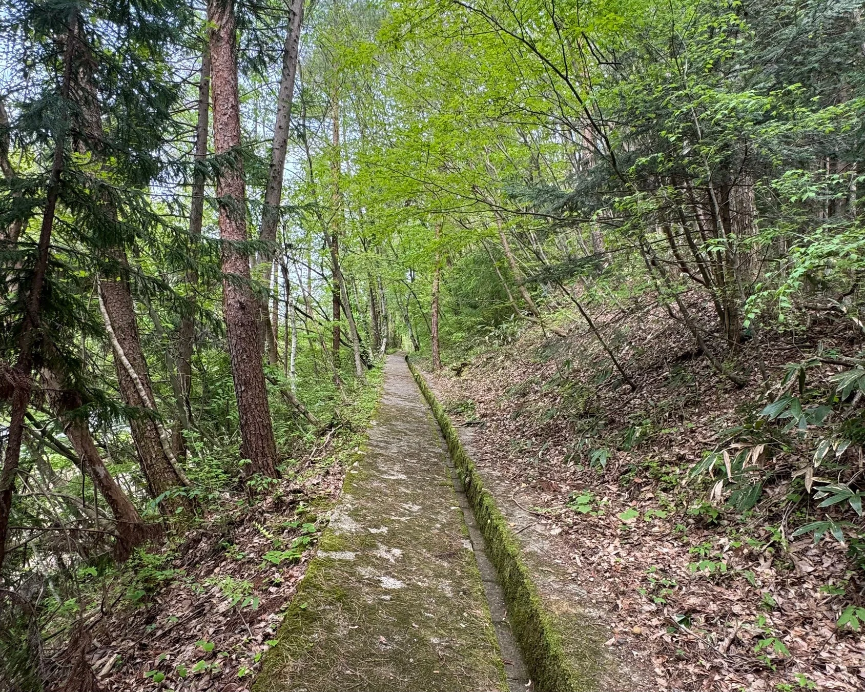 苔むした小道の画像