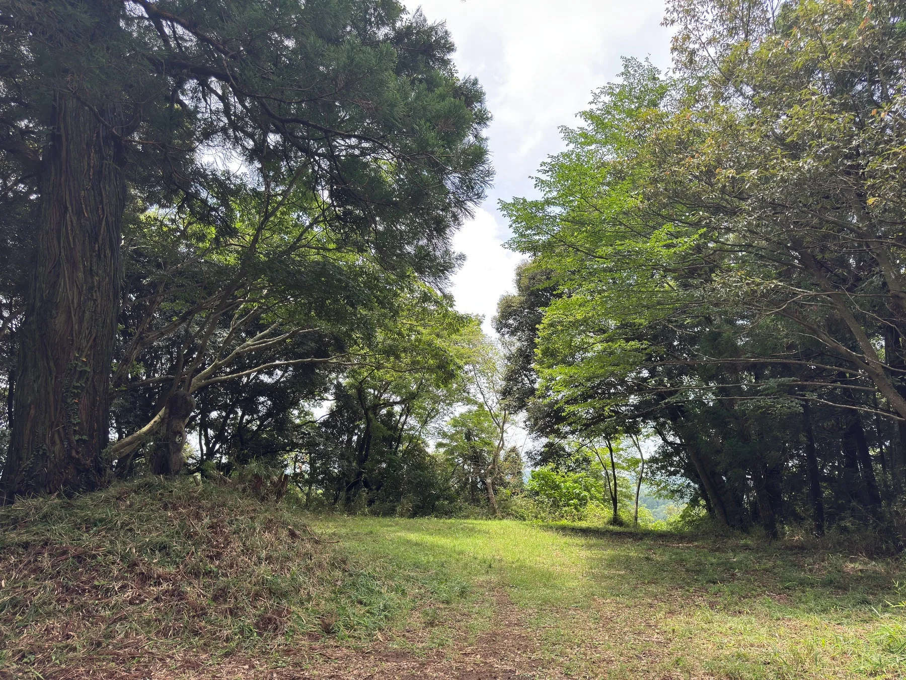 緑豊かな森の中の小道が広がり、両側に生い茂る大きな木々の間から明るい空が見える、穏やかな自然風景です。