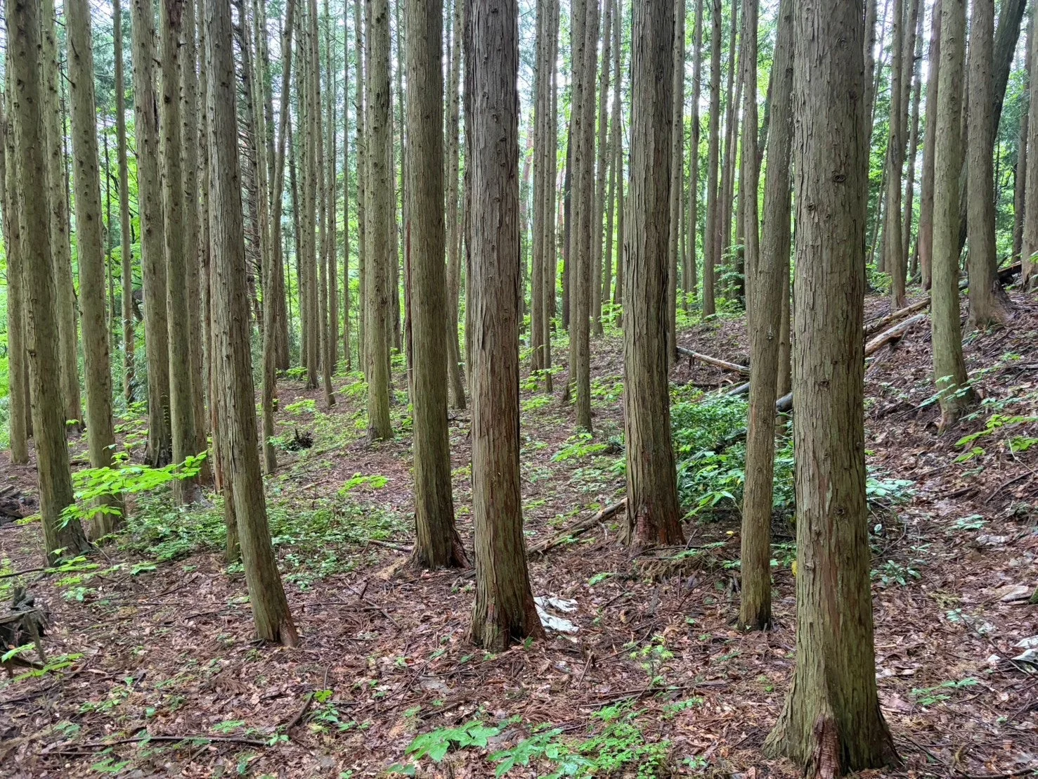 高く伸びる木々の森林