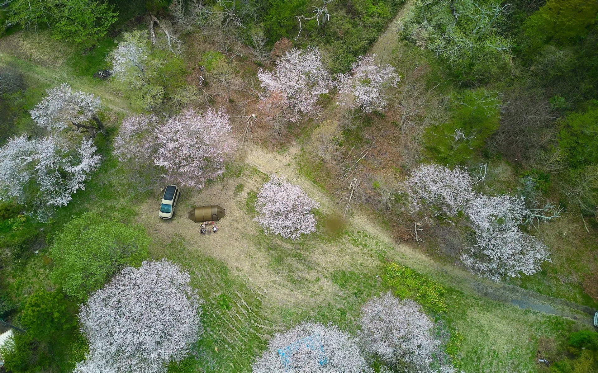 春の自然豊かな場所を空撮した画像です。桜が咲き誇る広場に、車とテントが設置され、数人が集まってアウトドアを楽しんでいます。穏やかな行楽の風景です。
