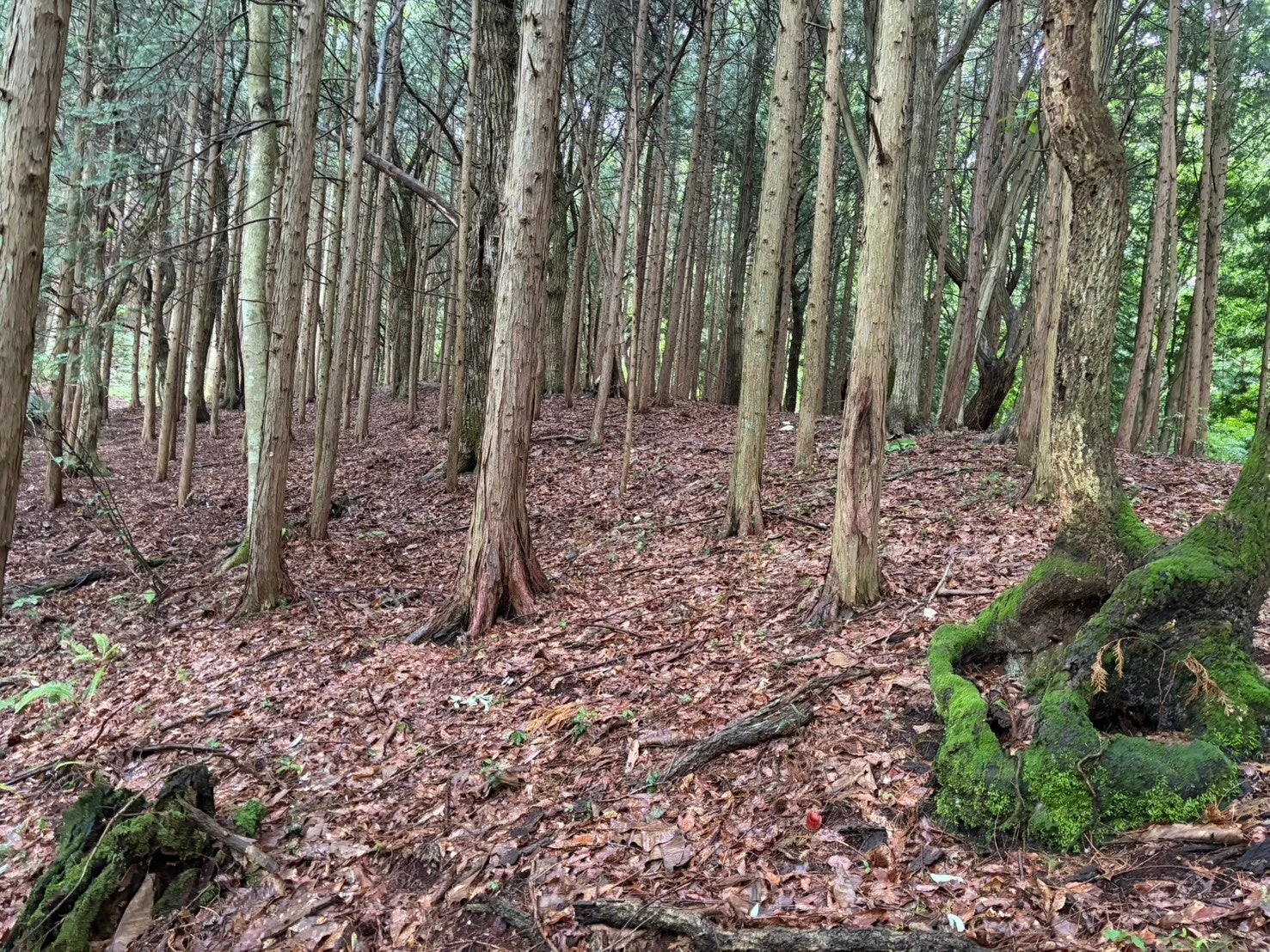 木の根と落ち葉の森