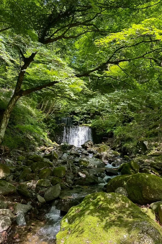 苔リウムの素材とヒントに溢れるフィールド