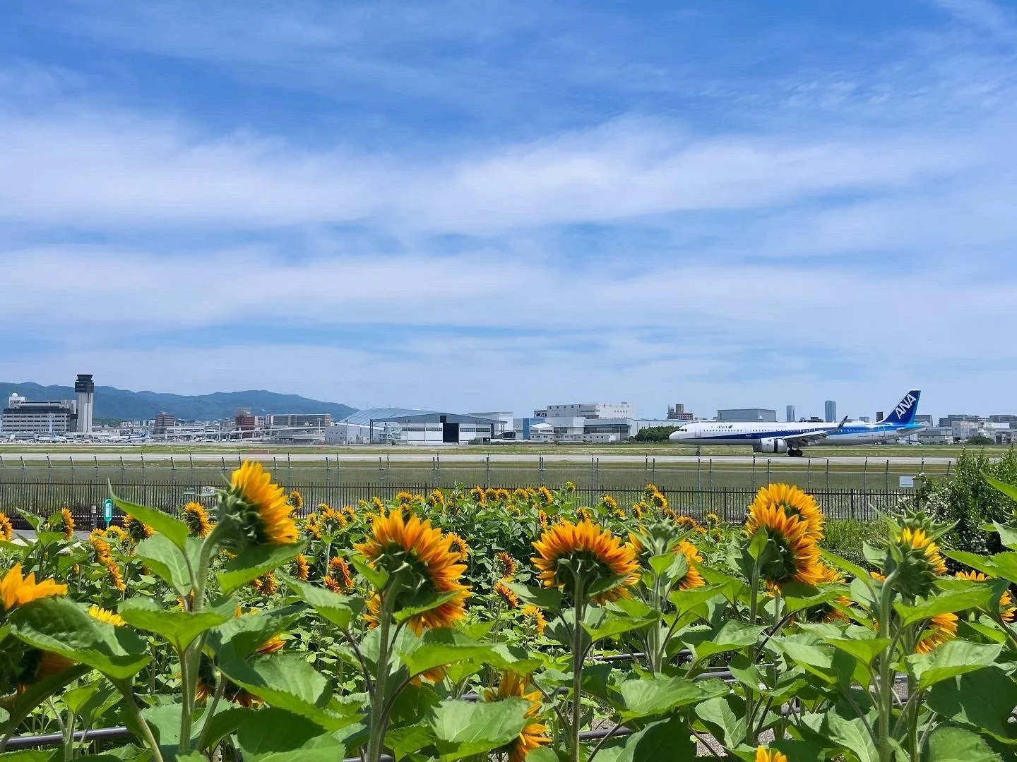 飛行機とひまわり