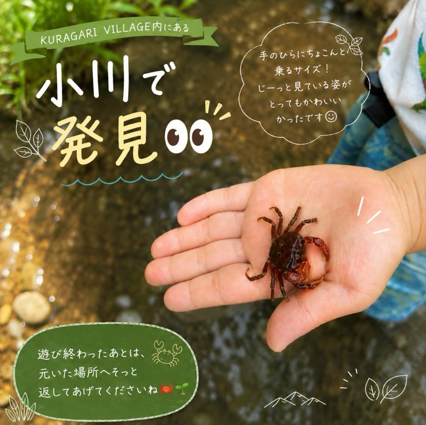 小川でカニを発見