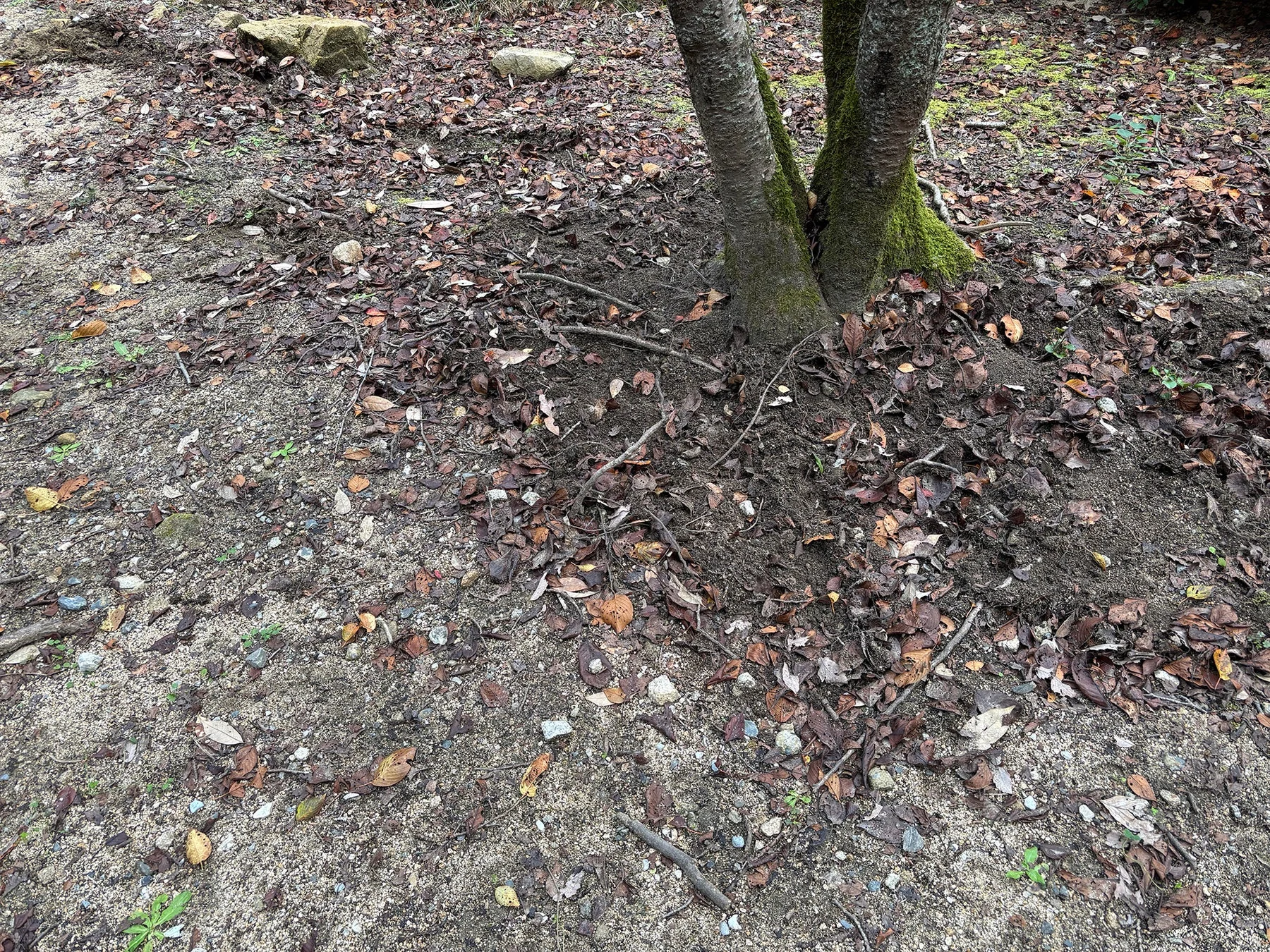 苔むした木の根元と落ち葉の地面