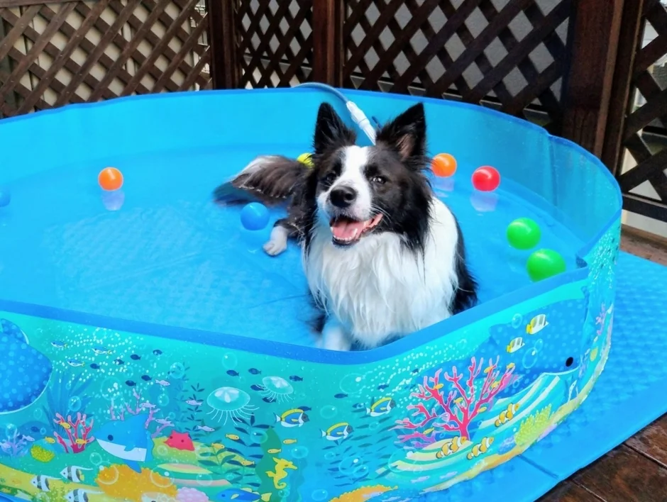 水遊びを楽しむボーダーコリー