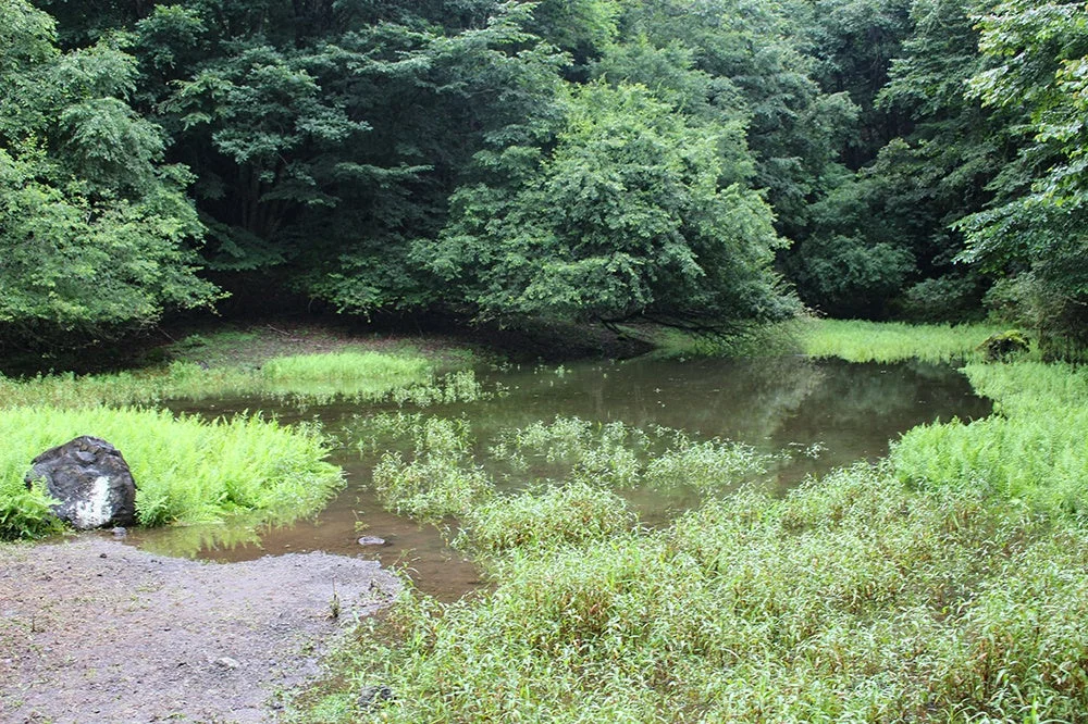 緑豊かな森の中にひっそりとたたずむ小さな池の風景